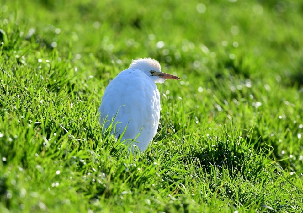 Recent Sightings 3rd - 8th September